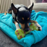 Pinscher Mischling Mika, ca. 05/2018, ca. 40 cm, 76351 Linkenheim Hochstetten