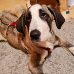 Mastin Mischling Milano, ca. 09/2021, Endgröße ca. 75 cm, 61350 Bad Homburg