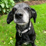 Mischling Nicky, 08/2011, ca. 45 cm, 24159 Kiel