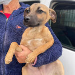 Malinois Mischling Pierre, 09/2021, Endgröße ca. 60 cm