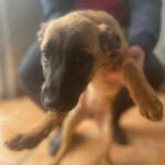 Malinois Mischling Stella, 09/2021, Endgröße ca. 60 cm