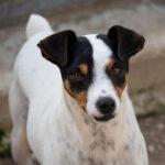 Bodeguero Turbo, 05/2017, 40 cm