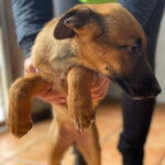 Malinois Mischling Vera, 09/2021, Endgröße ca. 60 cm