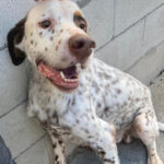 Dalmatiner Setter Mischling Yago, 01/2017, 60 cm