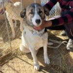 Mischling Greta, 01/2017, ca. 50 cm