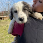 Mischling Ebby, 12/2021, Endgröße ca. 60 cm