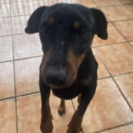 Jagdterrier Andres, 02/2020, ca. 35 cm