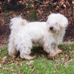 Malteser Cuqui, 01/2011, ca. 25 cm, 21224 Rosengarten