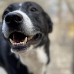 Mischling Pumba, 12/2016, ca. 65 cm