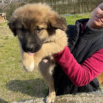 Mischling Elliot, 12/2021, Endgröße ca. 60 cm