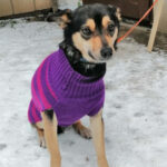 Mischling Roksi, 07/2020, ca. 35 cm