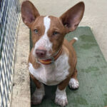 Podenco Maneto Chispa, 04/2021, ca. 40 cm