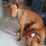 Podenco Droid, 01/2021, ca. 50 cm