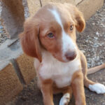 Mischling Pepa, 11/2021, Endgröße ca. 45 cm