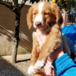 Mischling Klaus, 11/2021, Endgröße ca. 45 cm