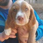 Mischling Oliver, 11/2021, Endgröße ca. 45 cm