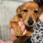 Mischling Maja, 10/2021, Endgröße ca. 45