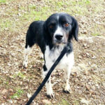 Bretone Jonny, 06/2019, ca. 45 cm