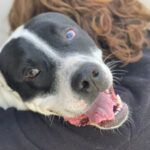 Mischling Rover, 02/2021, ca. 50 cm