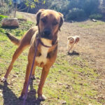 Mischling Sandy, 01/2020, ca. 63 cm