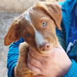 Mischling Logan, 11/2021, Endgröße ca. 45 cm