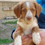 Mischling Lennon, 11/2021, Endgröße ca. 45 cm