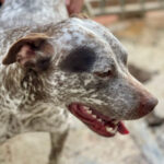 Deutsch Kurzhaar Mischling Tessa, 02/2021, ca. 50 cm