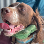 English Setter Luna, 09/2014, 50 cm