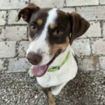 Podenco Mischling Neo, 07/2018, ca. 50 cm