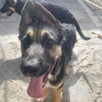 Schäferhund Otto, 09/2021, Endgröße ca. 60 cm