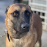 Malinois Turco, 09/2019, ca. 55 cm