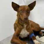 Podenco Victor, 04/2021, ca. 47 cm