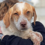 Mischling Alfons, 08/2021, Endgröße ca. 50 cm