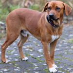 Bracke Rhodesian Ridgeback Mischling Beau, 06/2021, ca. 50 cm, 22869 Schenefeld