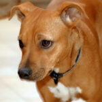 Bracke Rhodesian Ridgeback Mischling Belle, 06/2021, ca. 45 cm, 22869 Schenefeld