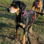 Bodeguero Pinscher Mischling Demi, 03/2015, ca. 42 cm, 71686 Remseck