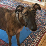 Galgo Flaco, 12.2019, ca. 70 cm, 12045 Berlin