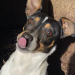 Bodeguero Gabriela, ca. 06/2016, ca. 35-40 cm