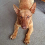 Podenco Maneto Mischling Ketchuk, ca. 04/2021, 32 cm, 40789 Monheim am Rhein