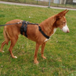 Podenco Ligera, 10/2019, 45 cm, 76467 Bietigheim