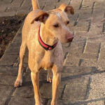 Podenco Mischling Miri, 11/2020, ca. 45 cm, 48465 isterberg