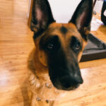 Schäferhund Niko, 06/2014, ca. 65 cm, 24392 Süderbrarup