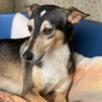 Podenco Mischling Sandero, ca. 01/2021, ca. 40 cm