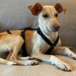 Podenco Susanita, 08/2021, 45 cm, 42929 Wermelskirchen