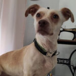 Podenco Maneto Mischling Trude, 06/2019, ca. 25 cm, 48477 Hörstel