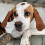 Mischling Sherlock, 07/2021, ca. 45 cm