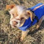 Mischling Migas, 01/2004, ca. 25 cm, 74354 Besigheim