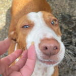 Podenco Maneto Patri, ca. 03/2020, 36 cm, 76467 Bietigheim