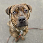 Mischling Ragna, 09/2020, ca. 65 cm, 22525 Hamburg