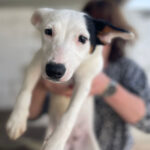 Mischling Jule, 11/2021, ca. 40 cm